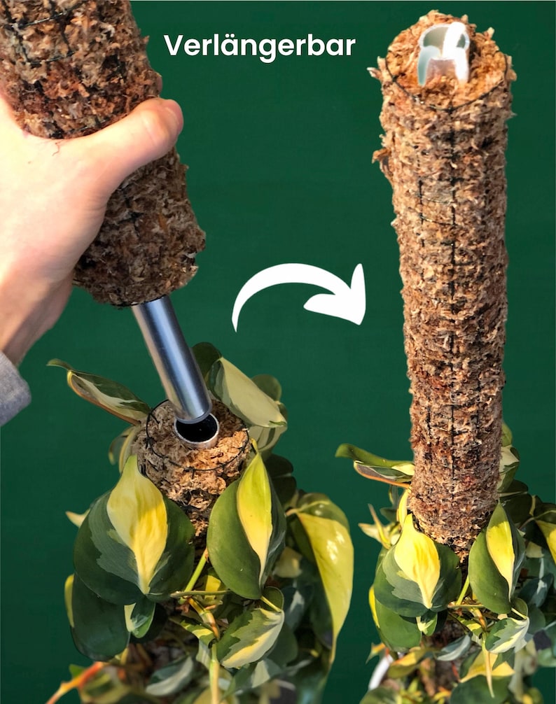 Op de afbeelding: Een plant die groeit in een met mos bedekte cilinder met een metalen staaf die zich vanaf de bodem uitstrekt. De cilinder kan worden verlengd door een extra sectie toe te voegen, zoals te zien is op de afbeelding. De tekst "Verl&auml;ngerbar" is zichtbaar op de afbeelding, wat "verlengbaar" betekent in het Duits.