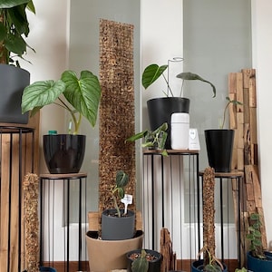 philodendron schwarz Philodendron Black Cardinal For Sale Including Care Guide main image 1
