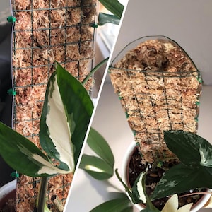 Moss Pole incl. Sphagnum Moss D-shaped front-open moss pole trellis plant support for Philodendron Monstera Aroid