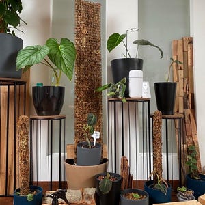 Op de afbeelding: Een verzameling potplanten op zwarte metalen plantenstandaards. De planten zijn in verschillende maten en vormen, waaronder een grote bladplant, een kleine cactus en een varensoort. De standaards zijn allemaal verschillend in hoogte en hebben een modern ontwerp.