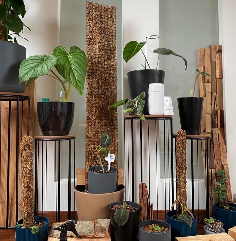 Op de afbeelding: Een verzameling potplanten op zwarte metalen plantenstandaards. De planten zijn in verschillende maten en vormen, waaronder een grote bladplant, een kleine cactus en een varensoort. De standaards zijn allemaal verschillend in hoogte en hebben een modern ontwerp.