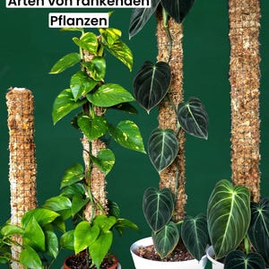 Op de afbeelding: Vier potplanten met mosstokken om aan te klimmen. De stokken zijn omwikkeld met bruin mos en vastgemaakt met een draadgaas. De planten zijn een bonte pothos, een philodendron en twee monstera. De tekst "Stabiler Halt f&uuml;r alle Arten von rankenden Pflanzen" is bovenaan de afbeelding zichtbaar.