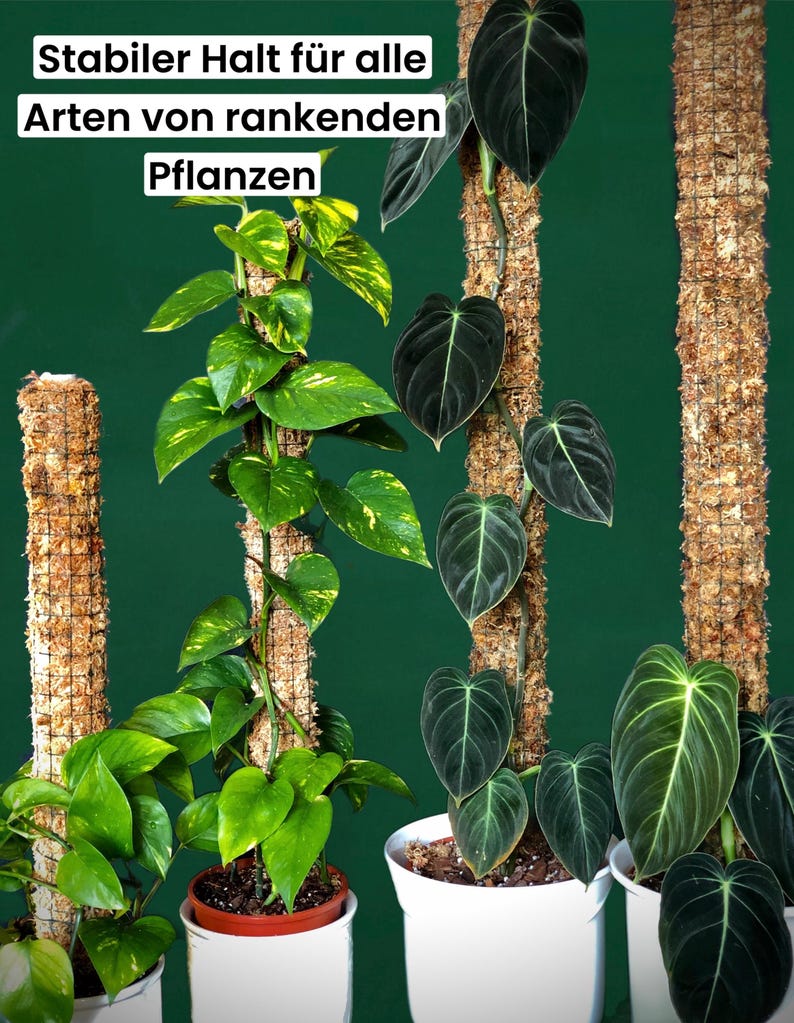 Op de afbeelding: Vier potplanten met mosstokken om aan te klimmen. De stokken zijn omwikkeld met bruin mos en vastgemaakt met een draadgaas. De planten zijn een bonte pothos, een philodendron en twee monstera. De tekst "Stabiler Halt f&uuml;r alle Arten von rankenden Pflanzen" is bovenaan de afbeelding zichtbaar.