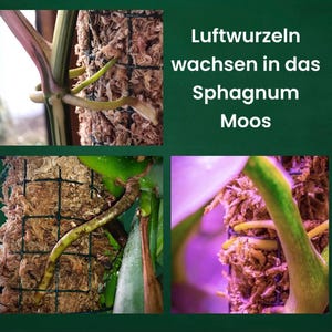 Op de afbeelding: Close-up van luchtwortels die in sphagnummos groeien. De wortels zijn groen en bruin en groeien in een gegrild bakje. De tekst "Luftwurzeln wachsen in das Sphagnum Moos" is zichtbaar in de afbeelding.