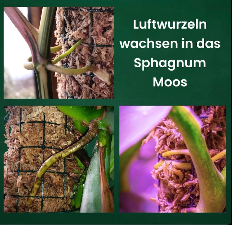Op de afbeelding: Close-up van luchtwortels die in sphagnummos groeien. De wortels zijn groen en bruin en groeien in een gegrild bakje. De tekst "Luftwurzeln wachsen in das Sphagnum Moos" is zichtbaar in de afbeelding.