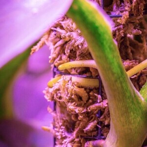 Op de afbeelding: Close-up van een plant met wortels die door een draadgaas kooi groeien. De wortels zijn lichtbruin van kleur en de plantenstengel is een levendig groen met gele marmering.