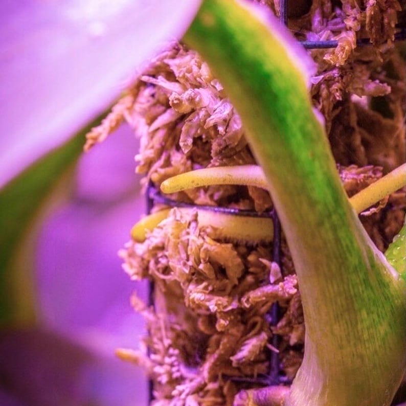 Op de afbeelding: Close-up van een plant met wortels die door een draadgaas kooi groeien. De wortels zijn lichtbruin van kleur en de plantenstengel is een levendig groen met gele marmering.