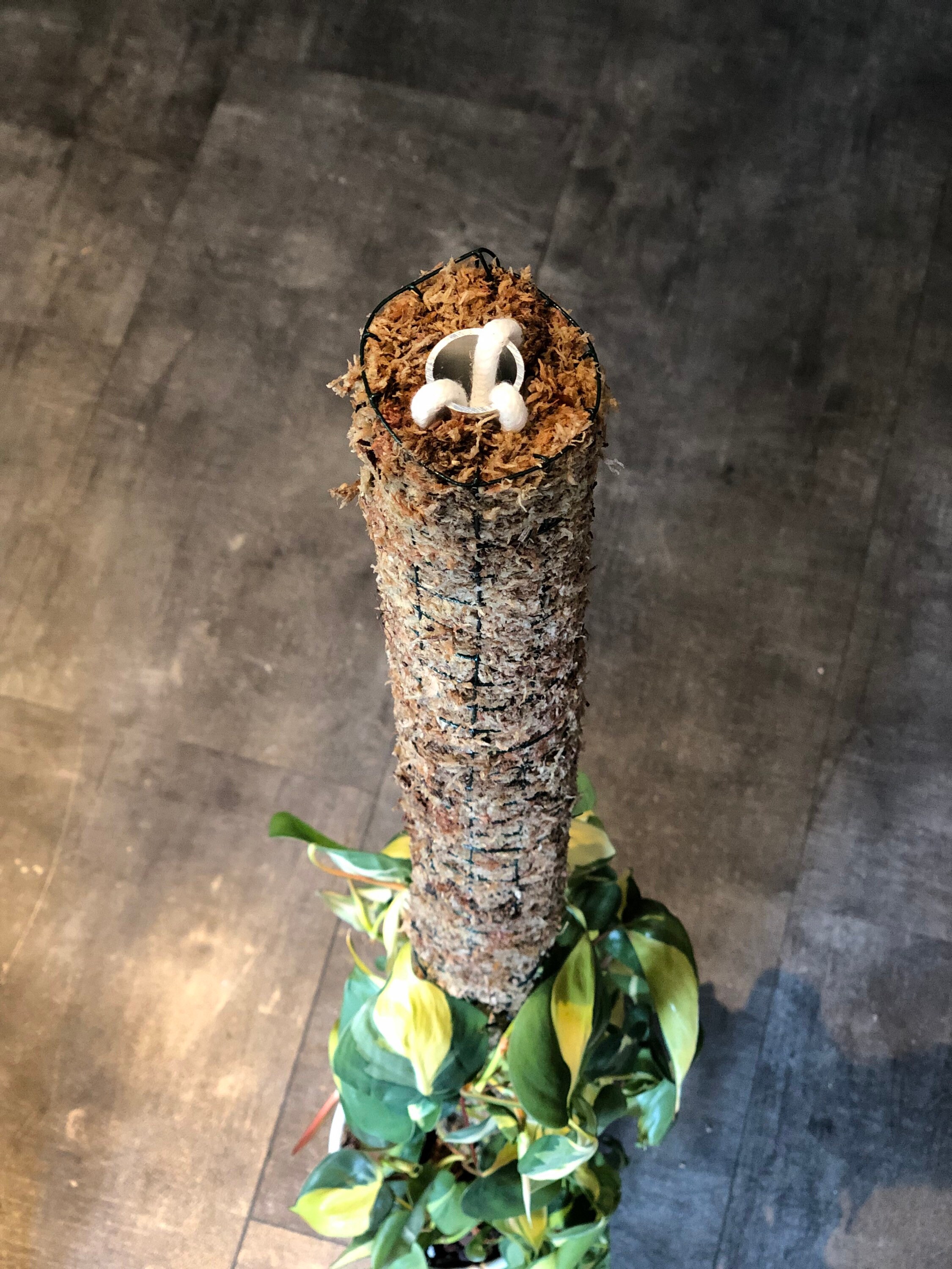 Extendable Moss Pole With Watering System Sphagnum Moss Etsy