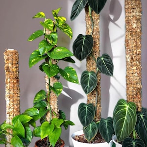 Sphagnum moss stick moss pole moss stake climbing support trellis stick plant stick for aroids philodendron monstera syngonium anthurium hoya epipremnum