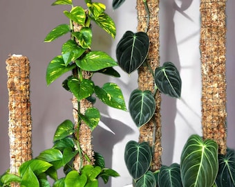 Sphagnum Moosstab Moss Pole Moospfahl Rankhilfe Rankstab Pflanzstab für Aroids Philodendron Monstera Syngonium Anthurium Hoya Epipremnum