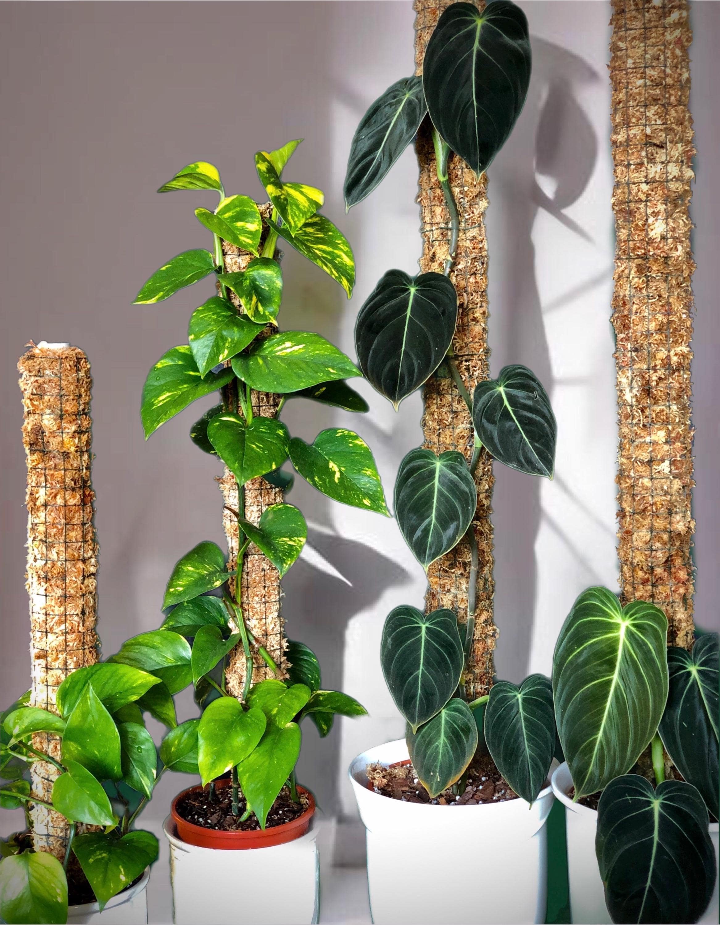 philodendron dragon tail variegated Epipremnum Pinnatum Variegated Dragon Tail Pothos – The Plant Boys main image 0