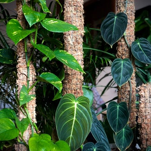 Op de afbeelding: Drie kamerplanten die op mosstokken groeien. De planten hebben grote, groene bladeren. De stokken zijn omwikkeld met bruin mos en vastgemaakt met een draadgaas.