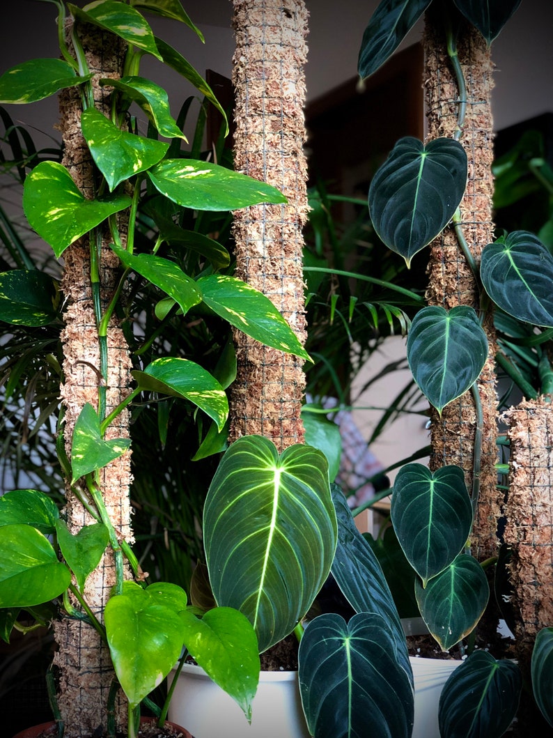 Op de afbeelding: Drie kamerplanten die op mosstokken groeien. De planten hebben grote, groene bladeren. De stokken zijn omwikkeld met bruin mos en vastgemaakt met een draadgaas.