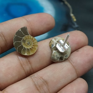 May include: A pair of ammonite fossil earrings with silver posts and backs. The ammonites are brown and cream coloured with a spiral pattern.