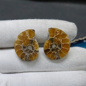 以下が含まれることがあります： 磨かれたアンモナイトの化石の半分が2つ。 螺旋状の部屋は暖かく、金茶色で、複雑な内部模様があります。 化石は白い表面に展示されています。