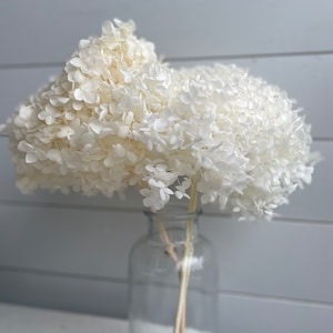 May include: Dried white hydrangea flowers in a clear glass vase. The flowers are arranged in a loose, natural style.