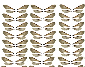 32 x Bumble Bee   double wings acetate