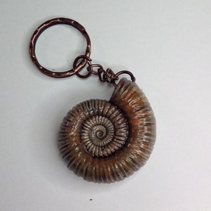 Pode incluir: Um porta-chaves de cor bronze com um pendente de fóssil de amonite detalhado. O fóssil tem um design em espiral e está preso a um porta-chaves e corrente de tom cobre. Um acessório único.