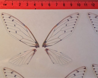 Puede incluir: Cuatro pares de alas de insecto transparentes y translúcidas con venas marrones y puntos negros. Las alas están dispuestas de forma simétrica, con dos pares en la parte superior y dos pares en la parte inferior.