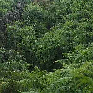 Woodland Ferns