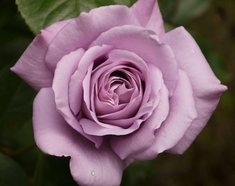 Twice In A Blue Moon Bare Root Rose Plant Quality Hybrid Tea Rose *FREE Plant Food*