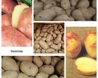 Seed Potatoes x 10 Very Easy To Grow Plants Great For Allotments And Gardens Red And White Potato 1st Early/2nd Early/Main Crop