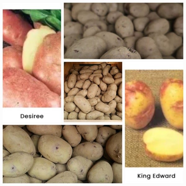 Seed Potatoes x 10 Very Easy To Grow Plants Great For Allotments And Gardens Red And White Potato 1st Early/2nd Early/Main Crop