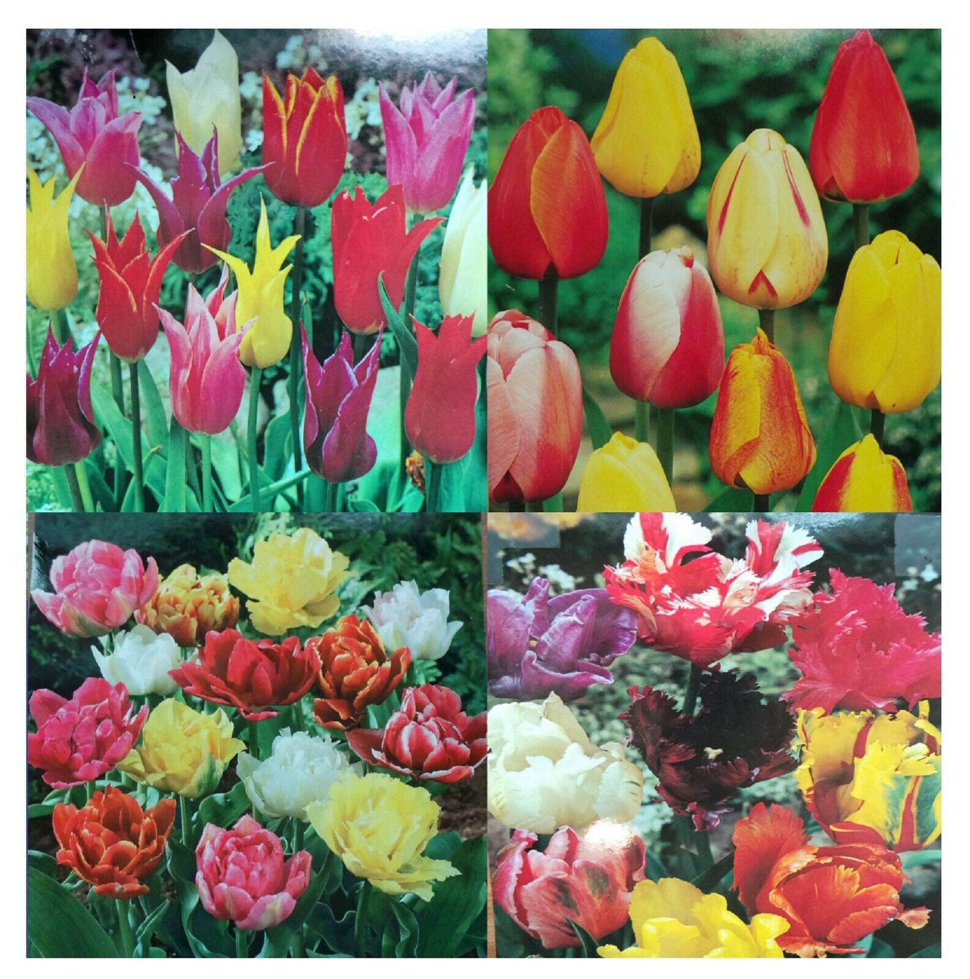 SPECIAL OFFER 100 Mixed Tulip Bulbs Spring Garden Colour Quality Large