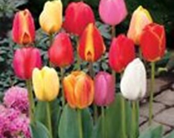 10 20 50 100 250 Sparkle Mixed Tulip Bulbs Bright Spring Garden Colour Plant Now