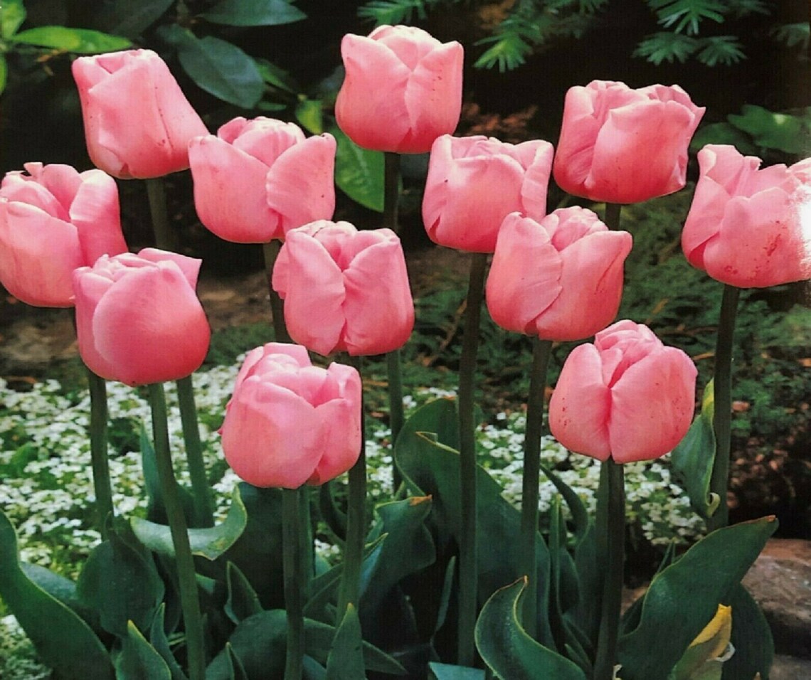 1 20 50 100 250 Pink Diamond Triumph Tulip Bulbs Spring Garden Etsy UK