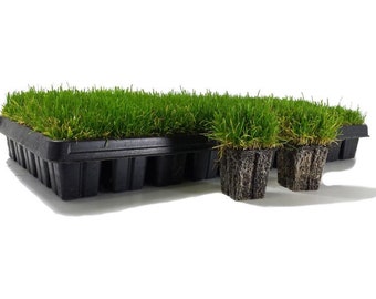 50 Ct. Zenith Zoysia Plugs