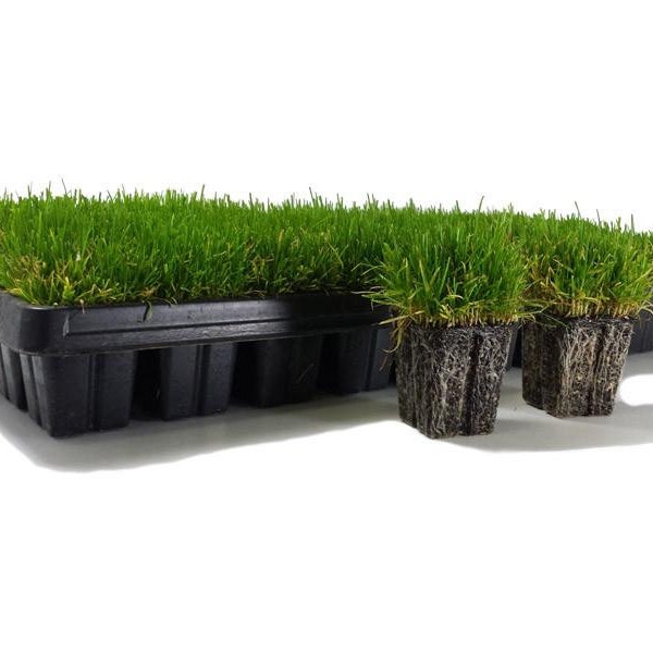 50 Ct. Zenith Zoysia Plugs