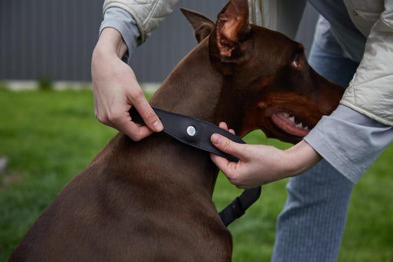 Engraved Leather Pet Collar: AirTag Pocket Holder, Dog ID Tag, Pet Tracking Accessories