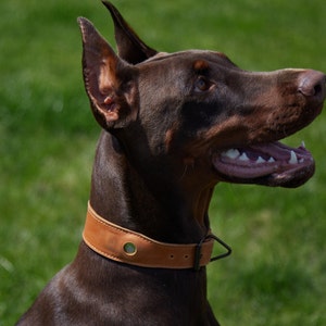 Pet Collar, airtag dog collar, custom dog collar, leather dog collar, dog collar with name personal, dog collar, airtag dog holder