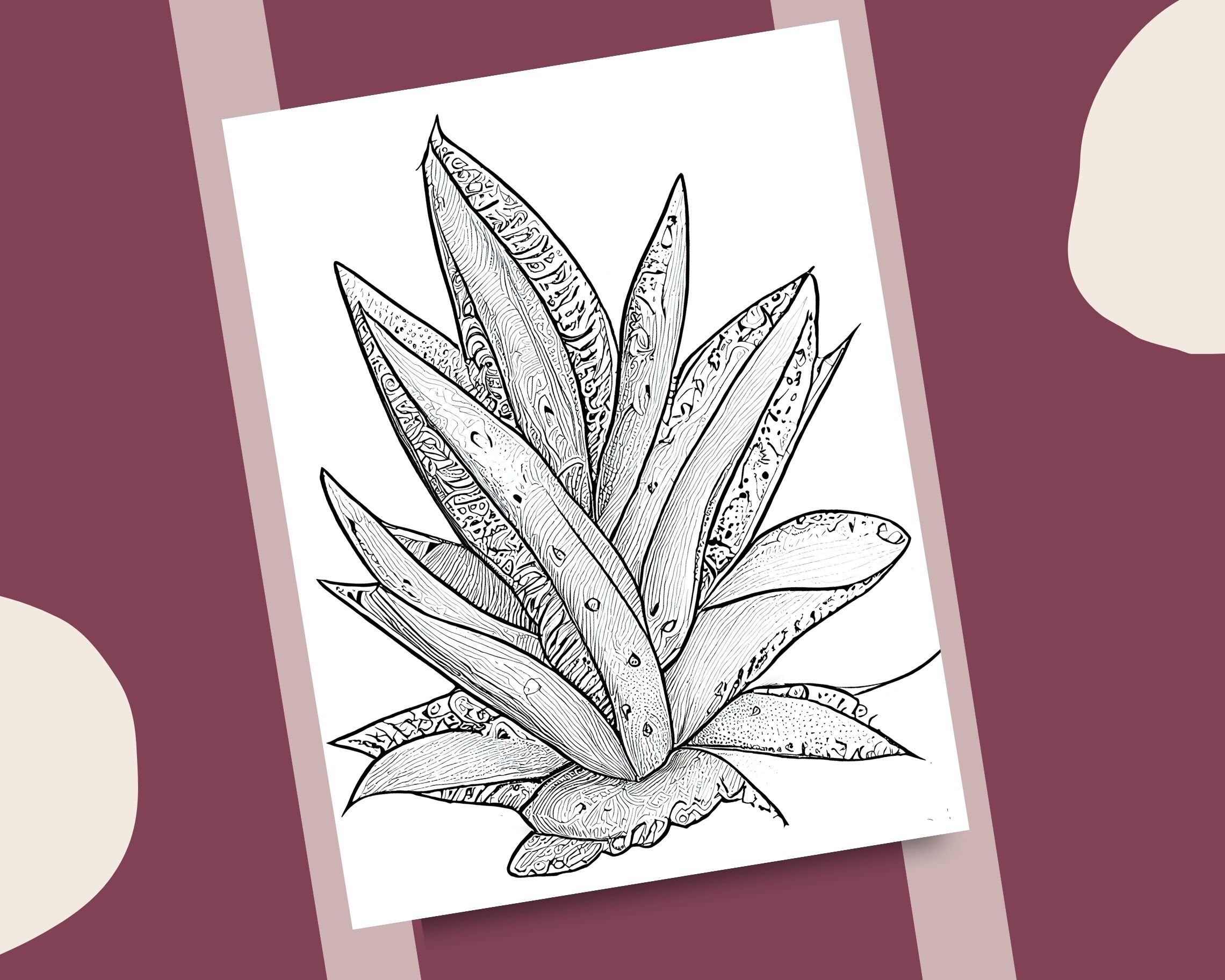 10 Aloe Vera Coloring Pages Natural Theme Plants Printable - Etsy