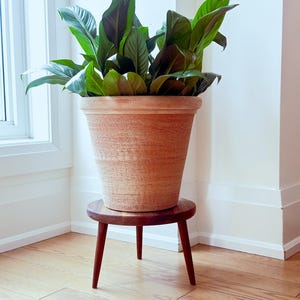 May include: A large potted plant with lush green leaves sits on a small, round, dark wood plant stand with three legs. The terracotta-coloured pot has a textured surface. The plant is positioned near a window in a well-lit room.