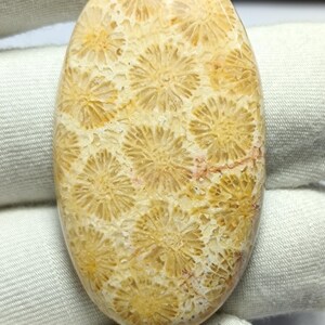Natural Fossil Coral Cabochon | Unique Jasper Agatized Fossil Gemstone | Healing Stone for Jewelry Making | Rare Crystal fossil. ~~40