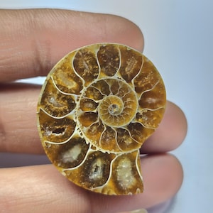 May include: A polished, fossilized ammonite shell, showcasing a spiral pattern in shades of brown and tan. The intricate chambers are visible, creating a natural, decorative object. The shell is held in a hand.
