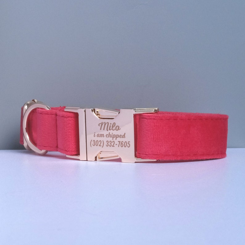 May include: Red velvet dog collar with a gold buckle. The buckle is engraved with the name "Milo", the text "i am chipped", and a phone number.