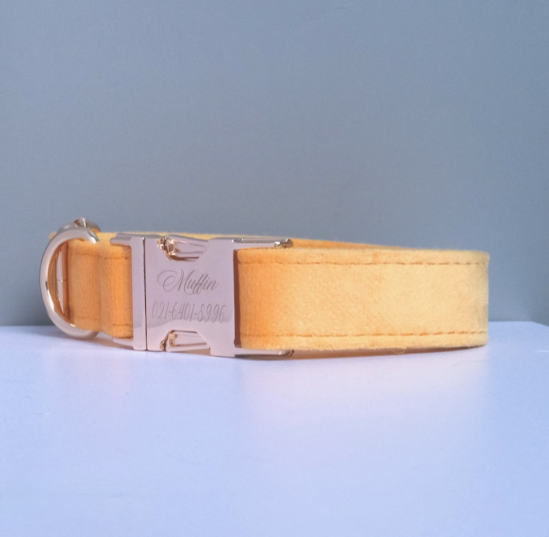 May include: A yellow velvet dog collar with a gold buckle. The buckle is engraved with the name "Muffin" and a phone number.