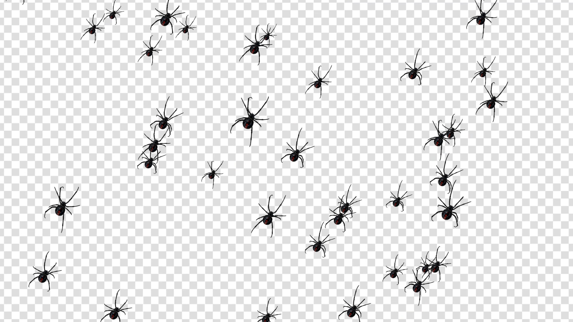 Spiders Crawling Stream Alert Animated Full Screen Overlay W