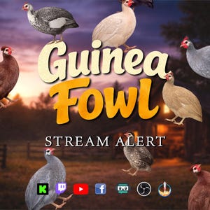May include: A digital graphic featuring several guinea fowl birds in various colors, with the words "Guinea Fowl" in large, stylized text. Below, the text "STREAM ALERT" is displayed. Social media icons are at the bottom.
