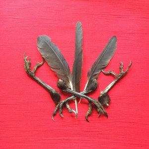 Puede incluir: Disposición de plumas y patas de ave sobre fondo rojo. Las plumas son de color gris oscuro y están dispuestas en forma de abanico. Las patas de ave son marrones y tienen garras afiladas. La composición es simétrica.