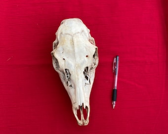 Fallow Deer Doe Skull Animal Bones B