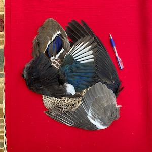 Six Assorted Bird Wings