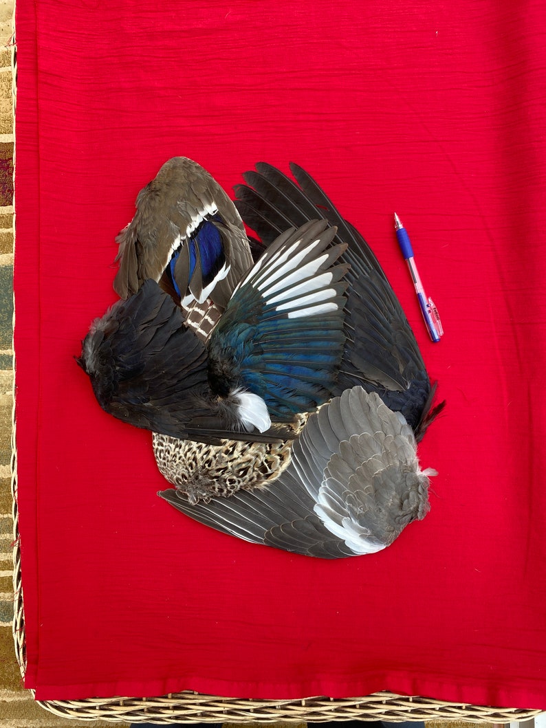 Six Assorted Bird Wings Etsy