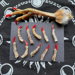 May include: A collection of ten red-tipped chicken feet claws on a black background. The claws are arranged in a semi-circle, with the tips pointing towards the centre.