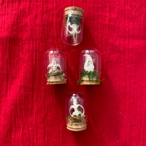 May include: Four small glass jars with cork lids, each containing a small white animal skull and green moss. The jars are arranged in a cross shape on a red fabric background.