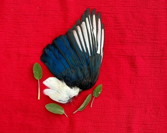 A Genuine English Magpie Smudge Fan with Free Sage Leaves