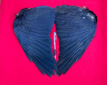 A Pair Genuine Crow Wings